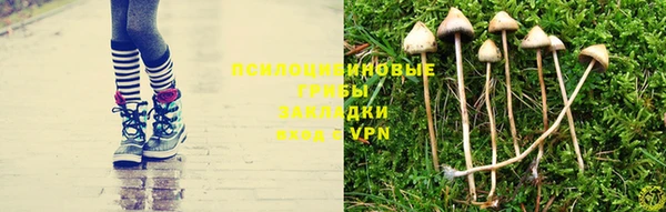 гашик Алексин